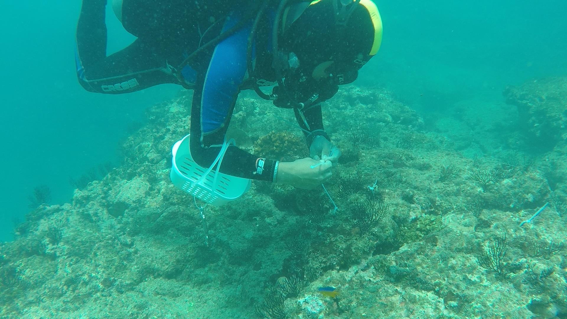 Técnica de Restauración de Corales